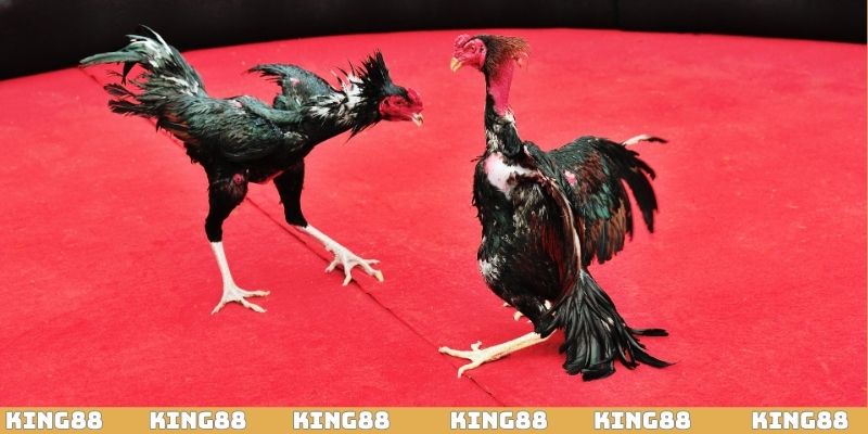 Kèo đấu hấp dẫn hứa hẹn cùng anh em chinh phục tiền thưởng