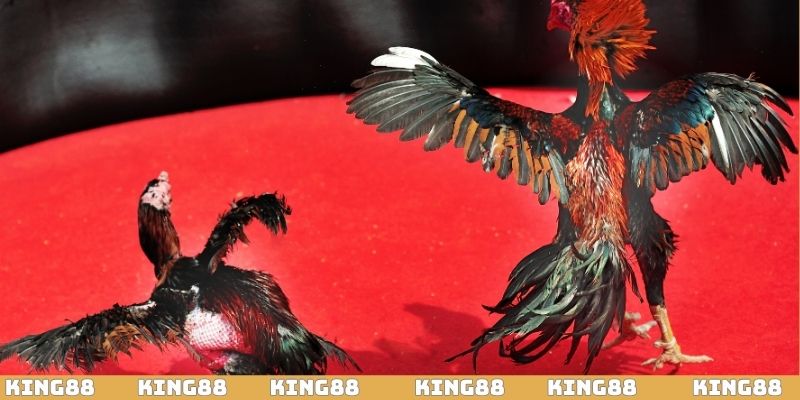 Phân tích thông tin chiến kê trước trận đá gà giúp tăng tỷ lệ thắng